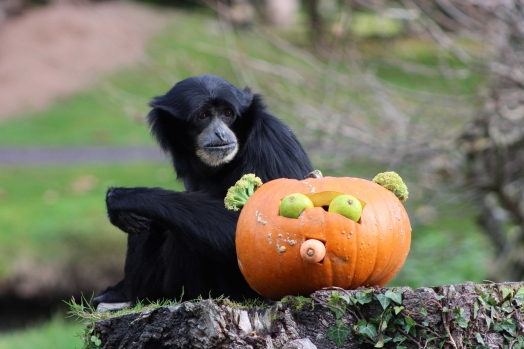 Halloween Fota Wildlife Park | www.ringofcork.ie | Ring of Cork